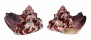 TROCHIDAE TROCHUS  FERREIRAI shell