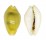 CYPRAEIDAE MONETARIA MONETA ROSTRATE shell