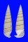 CERITHIIDAE RHINOCLAVIS FASCIATA shell