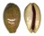 CYPRAEIDAE LYNCINA LEVIATHAN TITAN shell