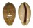 CYPRAEIDAE LYNCINA LEVIATHAN TITAN shell