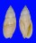 MITRIDAE SCABRICOLA LIMATA shell