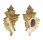 MURICIDAE OCENEBRA ERINACEUS HANLEYI shell