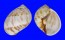 NATICIDAE POLINICES SIMIAE shell
