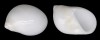 NATICIDAE POLINICES MAMMILLA shell