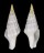 COLUMBELLIDAE STROMBINA ANGULARIS shell