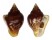 COLUMBELLIDAE COLUMBELLA MAJOR shell