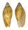 VOLUTIDAE AMORIA MACULATA shell