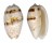 OLIVIDAE OLIVA BULBOSA FABAGINA shell