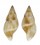 TURRIDAE DAPHNELLA MITRELLAEFORMIS shell