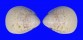 CARDIIDAE LAEVICARDIUM BIRADIATUM shell