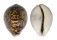 CYPRAEIDAE CYPRAEA TIGRIS shell