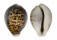 CYPRAEIDAE CYPRAEA TIGRIS shell