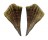 PINNIDAE PINNA BICOLOR shell