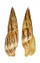 MITRIDAE MITRA INCOMPTA shell