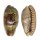 CYPRAEIDAE ERRONEA CAURICA CAURICA shell