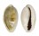 CYPRAEIDAE MONETARIA ANNULUS shell