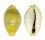 CYPRAEIDAE MONETARIA MONETA ROSTRATE shell
