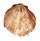 SPONDYLIDAE SPONDYLUS OCCIDENS JAMARCI shell