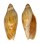 VOLUTIDAE AMORIA MACULATA shell