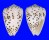 CONIDAE CONUS PULICARIUS shell