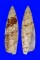 SERAPHSIDAE TEREBELLUM TEREBELLUM shell