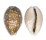 CYPRAEIDAE CYPRAEA VITELLUS shell