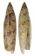 SERAPHSIDAE TEREBELLUM TEREBELLUM shell