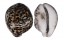 CYPRAEIDAE CYPRAEA TIGRIS shell