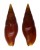 MITRIDAE MITRA SARMIENTOI shell