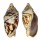 VOLUTIDAE CYMBIOLA VESPERTILIO shell