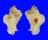 MURICIDAE PTERYNOTUS TRIPTERUS shell