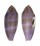 CONIDAE CONUS GRANUM shell