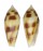 CONIDAE CONUS MITRATUS shell