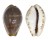 CYPRAEIDAE PALMADUSTA ANDROYENSIS shell