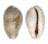 CYPRAEIDAE ZONARIA SANGUINOLENTA shell