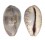 CYPRAEIDAE ZONARIA SANGUINOLENTA shell