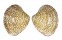 VENERIDAE LIOCONCHA SOWERBYI shell