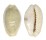 CYPRAEIDAE EROSARIA EROSA CHLORIZANS shell
