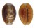 CYPRAEIDAE EROSARIA HELVOLA HELVOLA shell