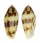 CONIDAE CONUS MITRATUS shell