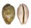 CYPRAEIDAE LEPOCYPRAEA MAPPA shell