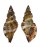 RANELLIDAE CYMATIUM PILEARE shell