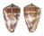 CONIDAE CONUS VENULATUS shell