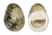 NERITIDAE NERITA POLITA shell