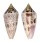 CONIDAE CONUS XIMENES shell