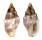 COLUMBELLIDAE ANACHIS CORONATA shell
