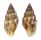 COLUMBELLIDAE ANACHIS CORONATA shell
