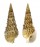 CERITHIIDAE CERITHIUM GEMMATUM shell