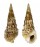 CERITHIIDAE CERITHIUM GEMMATUM shell
